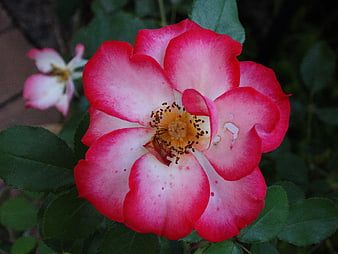 Close-up of a vibrant pink and white rose blossom