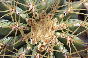 Close-up of Golden Barrel Cactus Spines and Texture