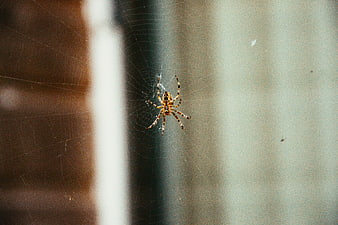 Garden Spider on Web with Blurred Background