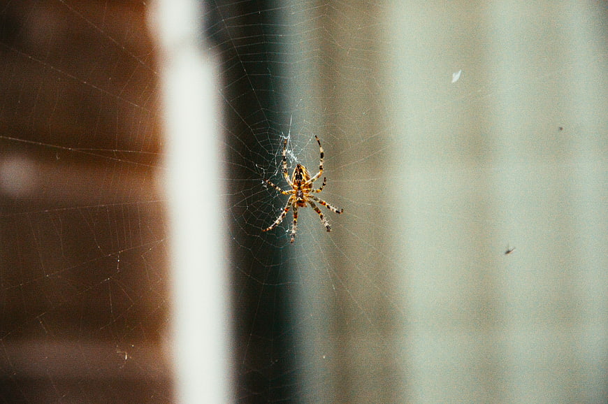 Garden Spider on Web with Blurred Background