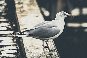 Seagull perched on wooden dock railing by water