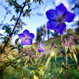 Close-up of vibrant purple wildflowers in a sunny garden