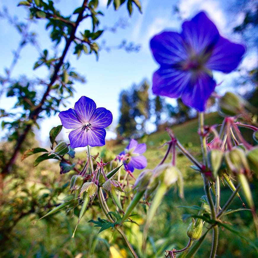 Close-up of vibrant purple wildflowers in a sunny garden