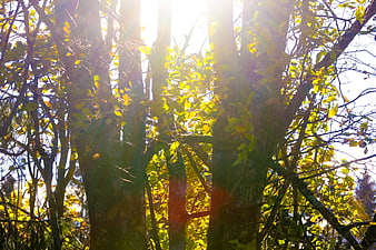Sunlight streaming through autumn trees in a forest