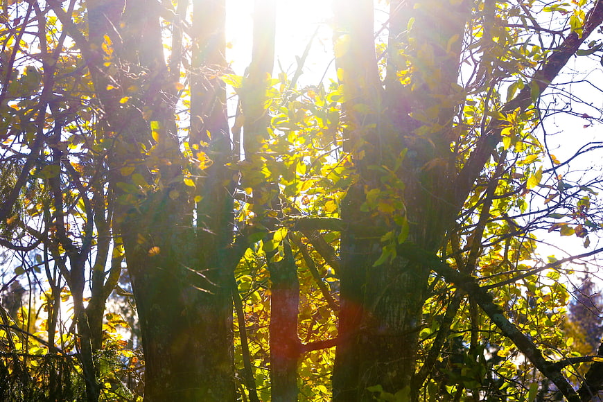 Sunlight streaming through autumn trees in a forest