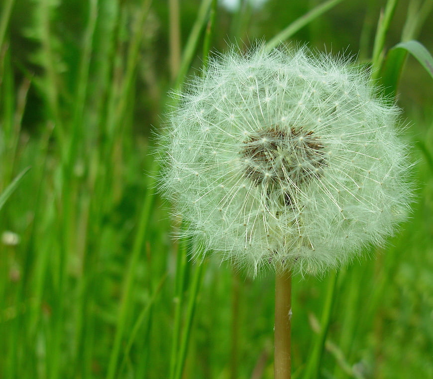 Close-up of a Dandelion Seed Head in Green Grass