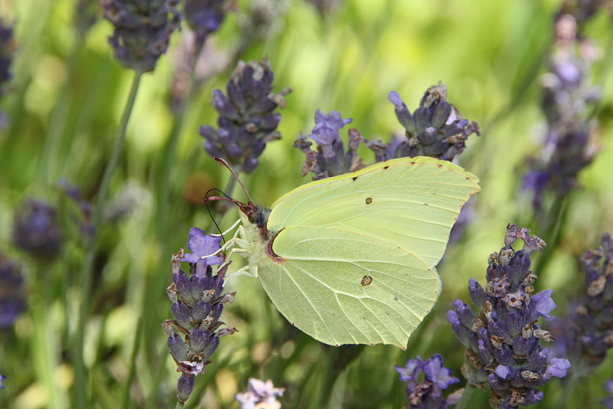 Pale Yellow Butterfly on Purple Lavender Flower