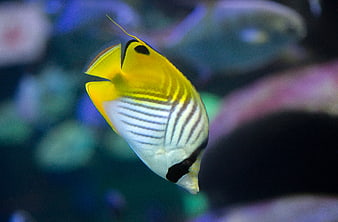 Yellow and White Butterfly Fish Swimming in Aquarium