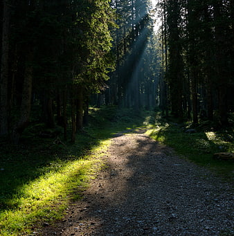 Sunbeams shining through tall pine trees on a forest path