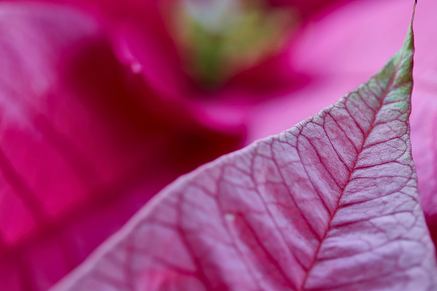 Macro Close-Up of Pink Poinsettia Leaf Texture