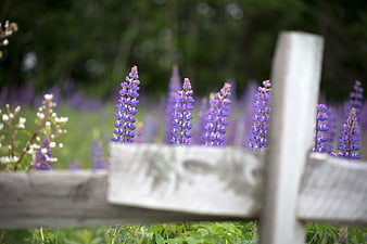 Purple Lupine Flowers Blooming Behind Rustic Wooden Fence