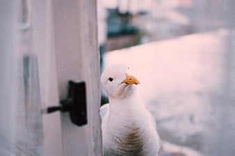 Curious white seagull peeking through open window frame