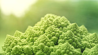 Close-up of fresh green Romanesco broccoli vegetable