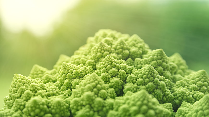 Close-up of fresh green Romanesco broccoli vegetable