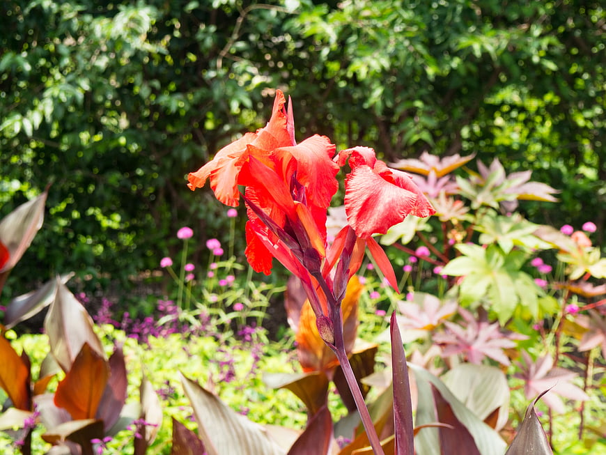 Vibrant Red Canna Lily Blooming in Sunlit Garden