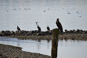 Bald Eagle Perched on Wooden Post by Rocky Shore