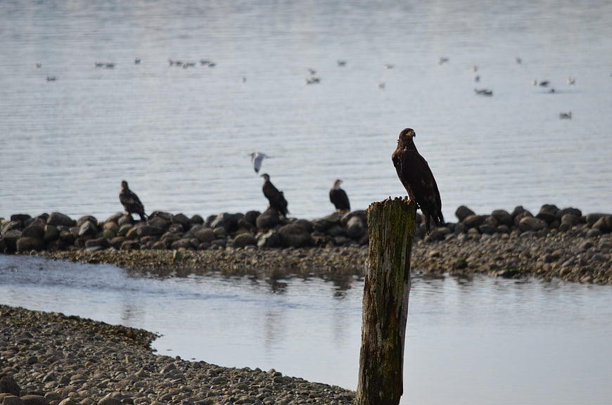 Bald Eagle Perched on Wooden Post by Rocky Shore