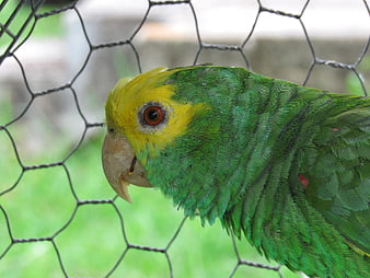 Close-up of a Yellow-headed Amazon Parrot Behind Wire Fence