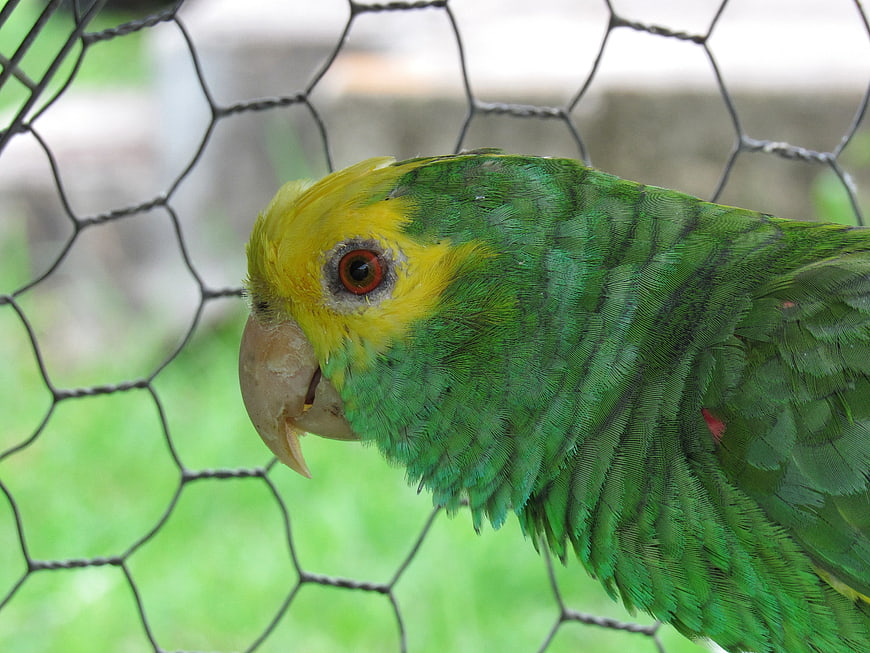 Close-up of a Yellow-headed Amazon Parrot Behind Wire Fence