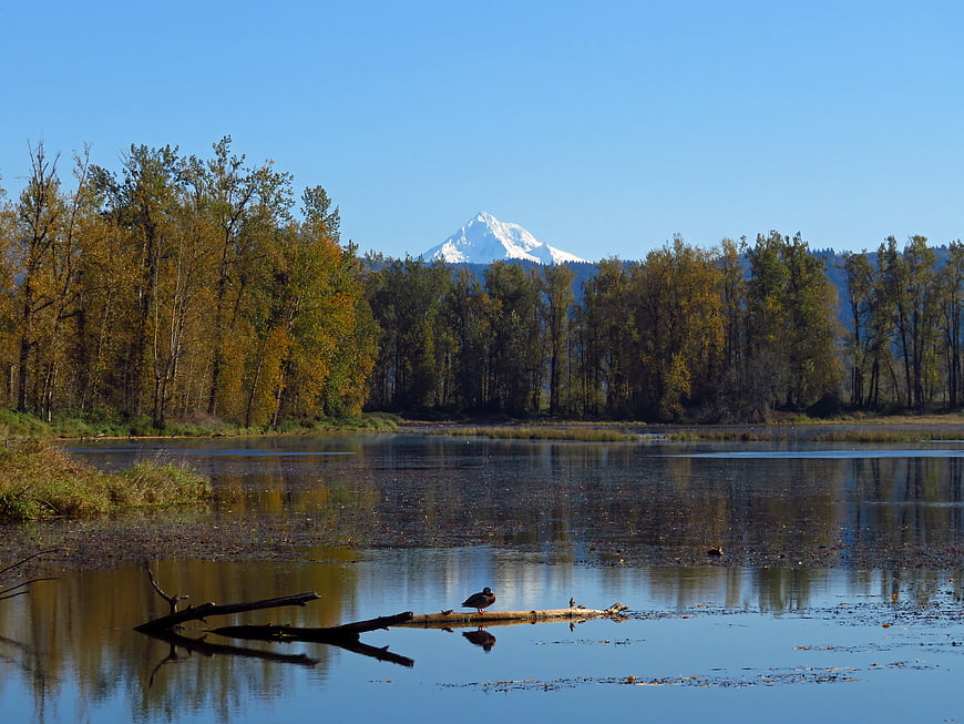 Autumn lake landscape with bird and snow-capped mountain