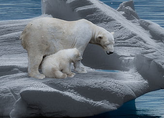 Mother polar bear and cub resting on arctic ice floe