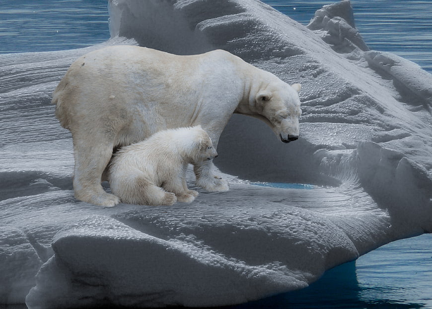 Mother polar bear and cub resting on arctic ice floe