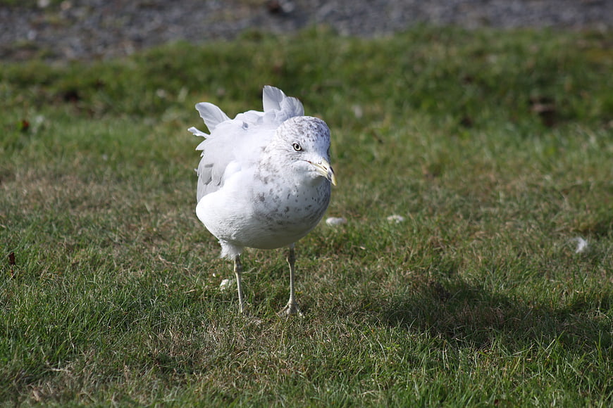 Seagull Standing on Green Grass in Nature
