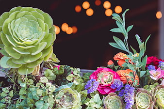 Colorful Succulents and Flowers with Bokeh Lights