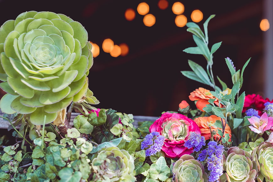 Colorful Succulents and Flowers with Bokeh Lights