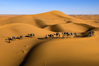 Camel caravan trekking across golden sand dunes in the desert