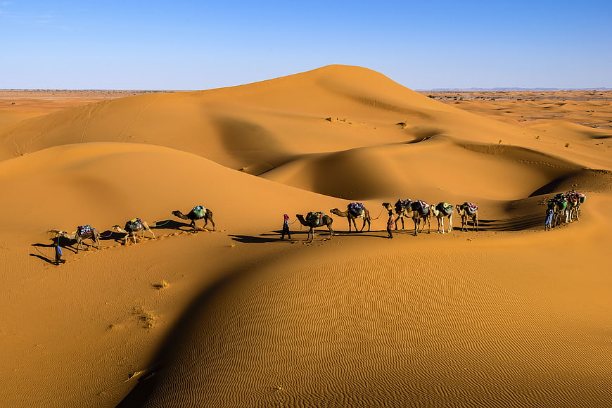 Camel caravan trekking across golden sand dunes in the desert