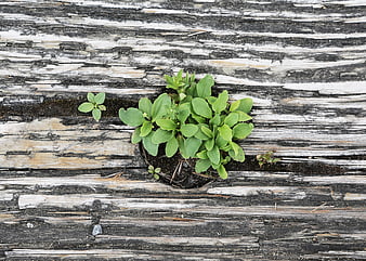 Green plant growing in weathered wood texture background