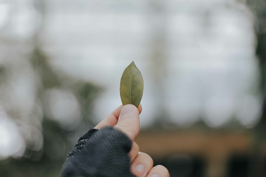 Hand holding green leaf against blurred bokeh background