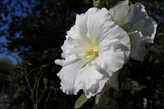 Close-up of white hibiscus flower in sunlight