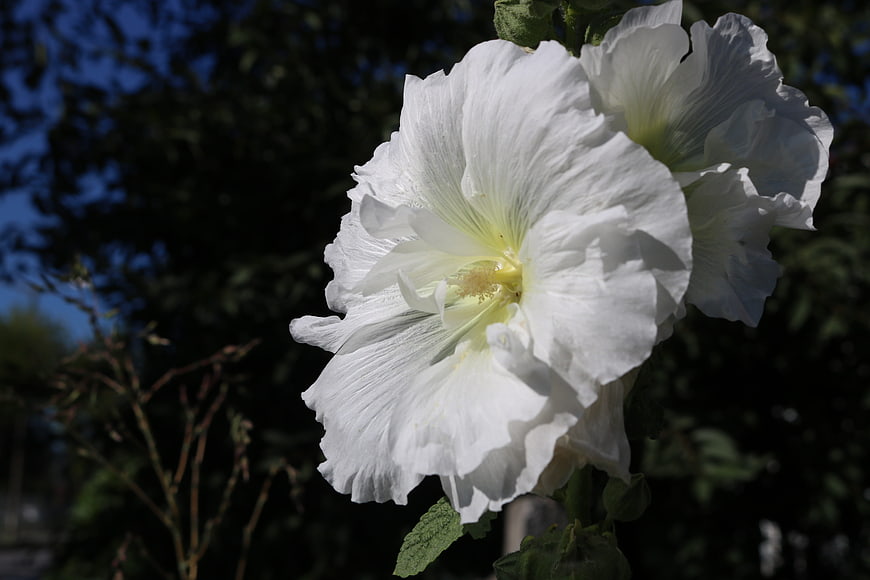 Close-up of white hibiscus flower in sunlight