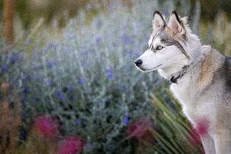Siberian Husky Portrait with Blue Eyes in Garden