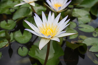 White Water Lily with Yellow Center on Green Lilies
