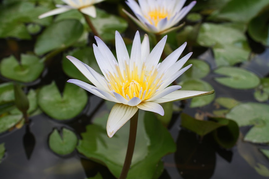 White Water Lily with Yellow Center on Green Lilies