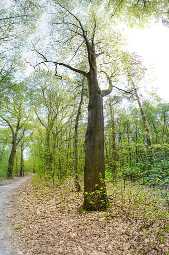 Tall Oak Tree in Spring Forest with Dirt Path