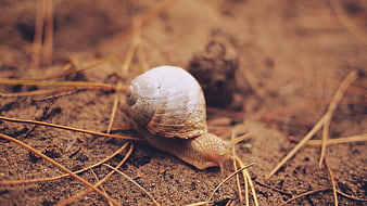 Close-up of a snail crawling on soil with pine needles