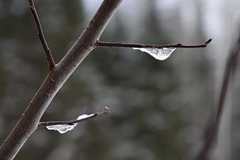 Close-up of ice coating on a bare tree branch in winter