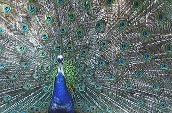 Male Peacock Displaying Full Tail Feathers