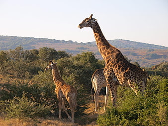 Giraffes in African Savanna Landscape