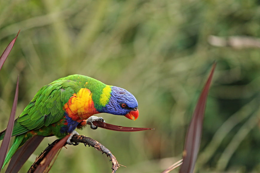 Rainbow Lorikeet Perched on Branch in Natural Habitat