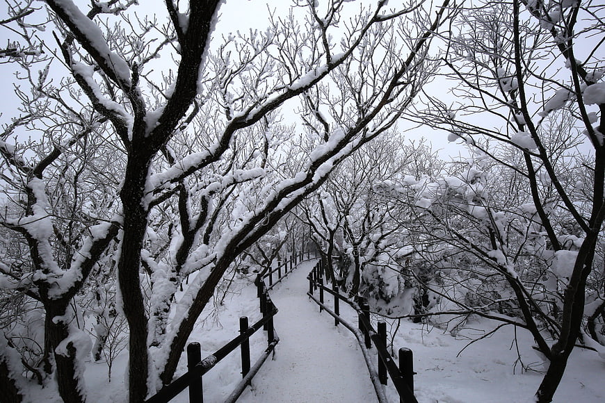 Snowy Winter Path Through Bare Trees