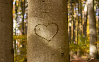 Heart carved into tree bark in autumn forest