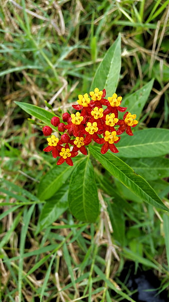 Close-up of vibrant red and yellow milkweed flowers in grass