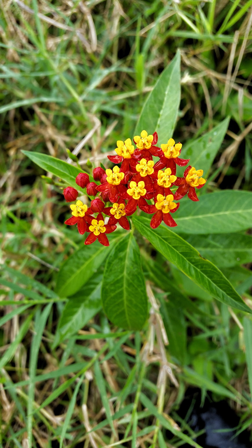 Close-up of vibrant red and yellow milkweed flowers in grass