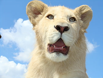 Close-up of a white lion cub against a blue sky
