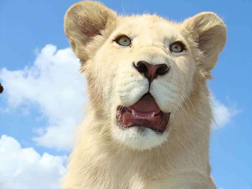 Close-up of a white lion cub against a blue sky